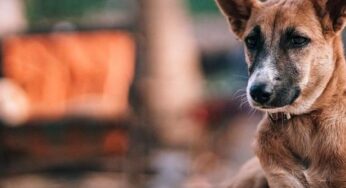Cerveza gratis por 3 meses a quien adopte un perrito durante cuarentena