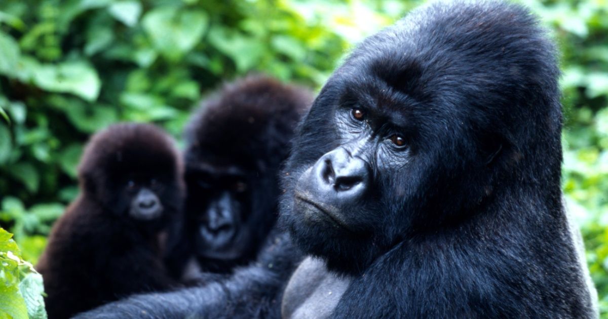Científicos temen que los gorilas contraigan coronavirus y cerraron los parques en África