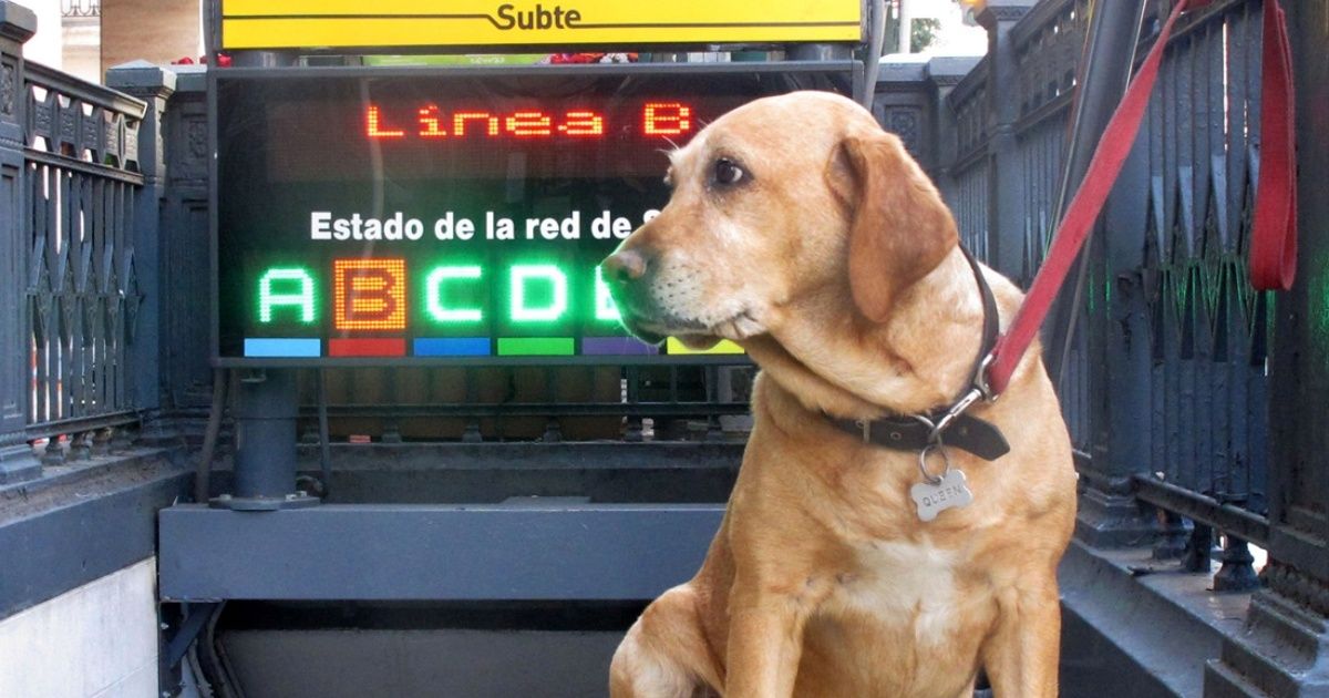 Coronavirus en Argentina: ¿se puede sacar a pasear al perro?