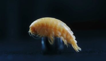 Descubren nueva especie en el fondo del océano con plástico en su estómago