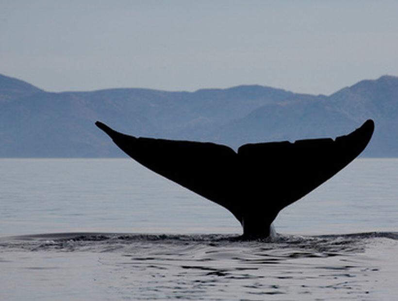 Greenpeace calificó como "gravísimo" hallazgo de ballena con posible herida de arpón en Magallanes
