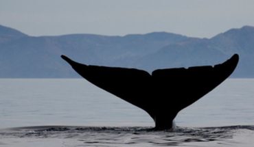 Greenpeace calificó como “gravísimo” hallazgo de ballena con posible herida de arpón en Magallanes