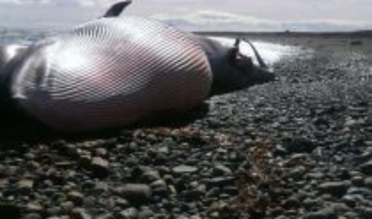 Hallazgo de ballena con posible arpón en Magallanes: “Sería gravísimo confirmar que existe la caza furtiva de ballenas en Chile”
