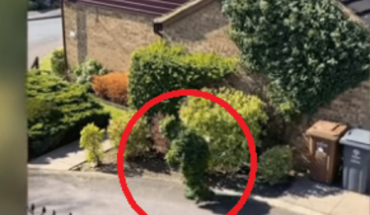 Hombre se disfraza de arbusto para romper la cuarentena (video)