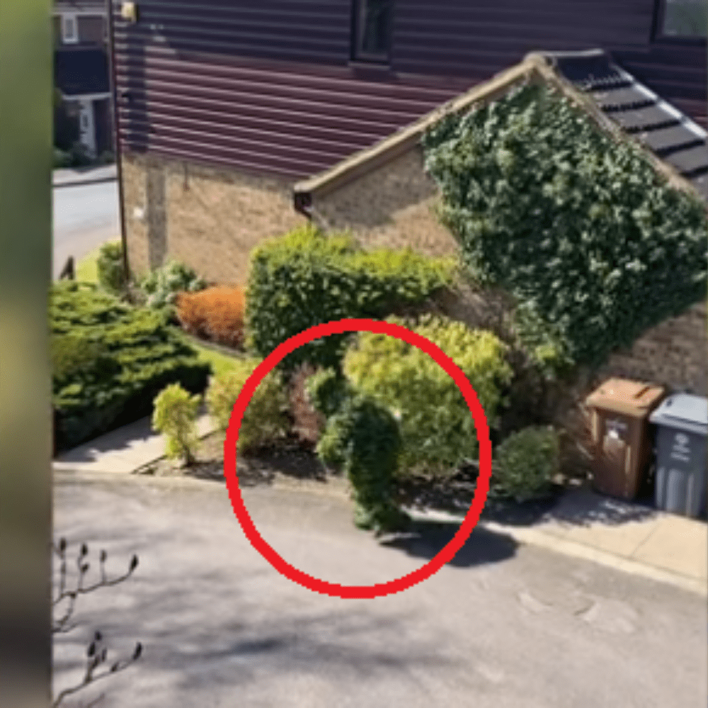 Hombre se disfraza de arbusto para romper la cuarentena (video)