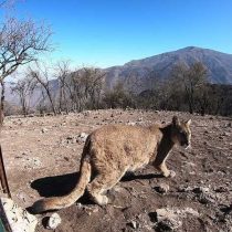 Puma que se paseó por Santiago regresa a la Cordillera de Los Andes