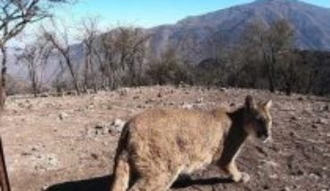 Puma que se paseó por Santiago regresa a la Cordillera de Los Andes