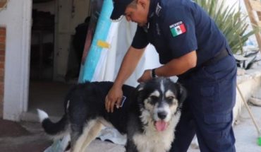 Se salva can de morir y ayuda a Policía