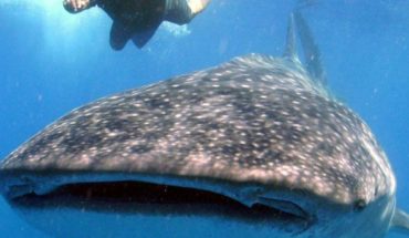 Tiburón ballena con cuerda enredada pide ayuda a pescadores (video)
