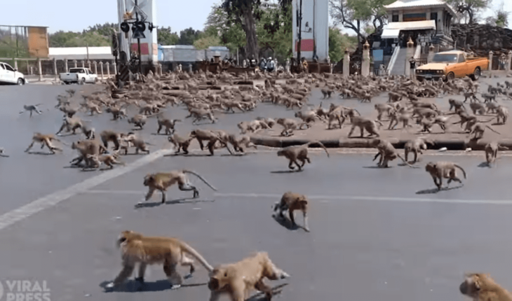VIDEO VIRAL: Coronavirus provoca increíble pelea de monos en Tailandia