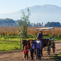 Vendimias 2020: la gran fiesta del vino que invita a vivir el enoturismo de Chile