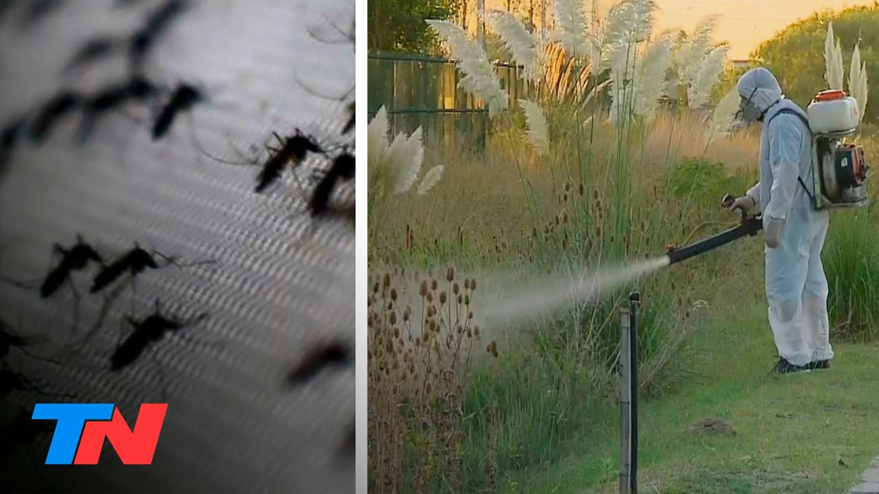 En alerta por el dengue: las fumigaciones en La Plata para combatir el mosquito Aedes aegypti