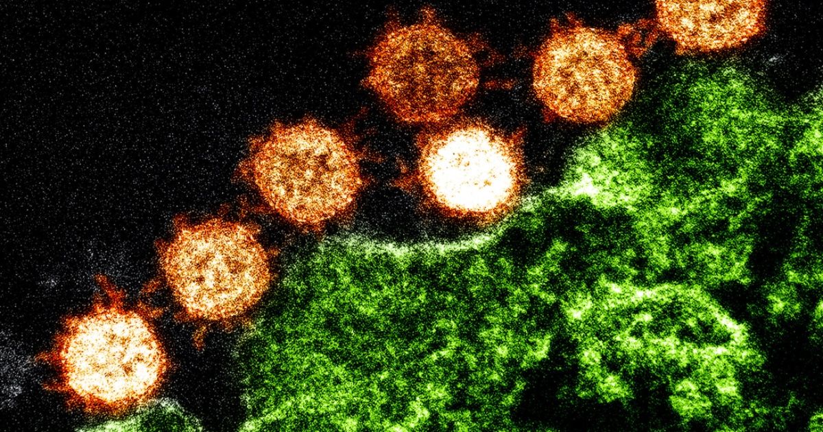 How does coronavirus infect human cells?