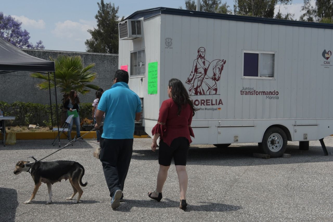 Morelia Town Hall offers with canine and feline sterilization campaign