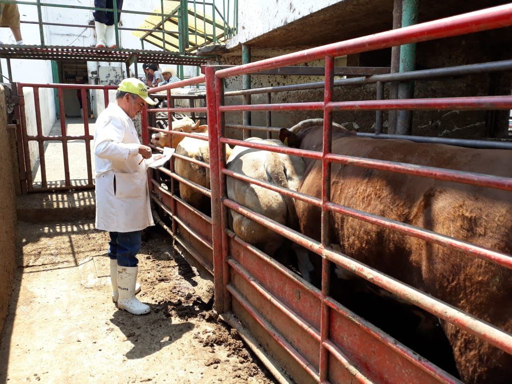 Ayuntamiento de Morelia asegura abasto de carne con el rastro municipal ante contingencia sanitaria