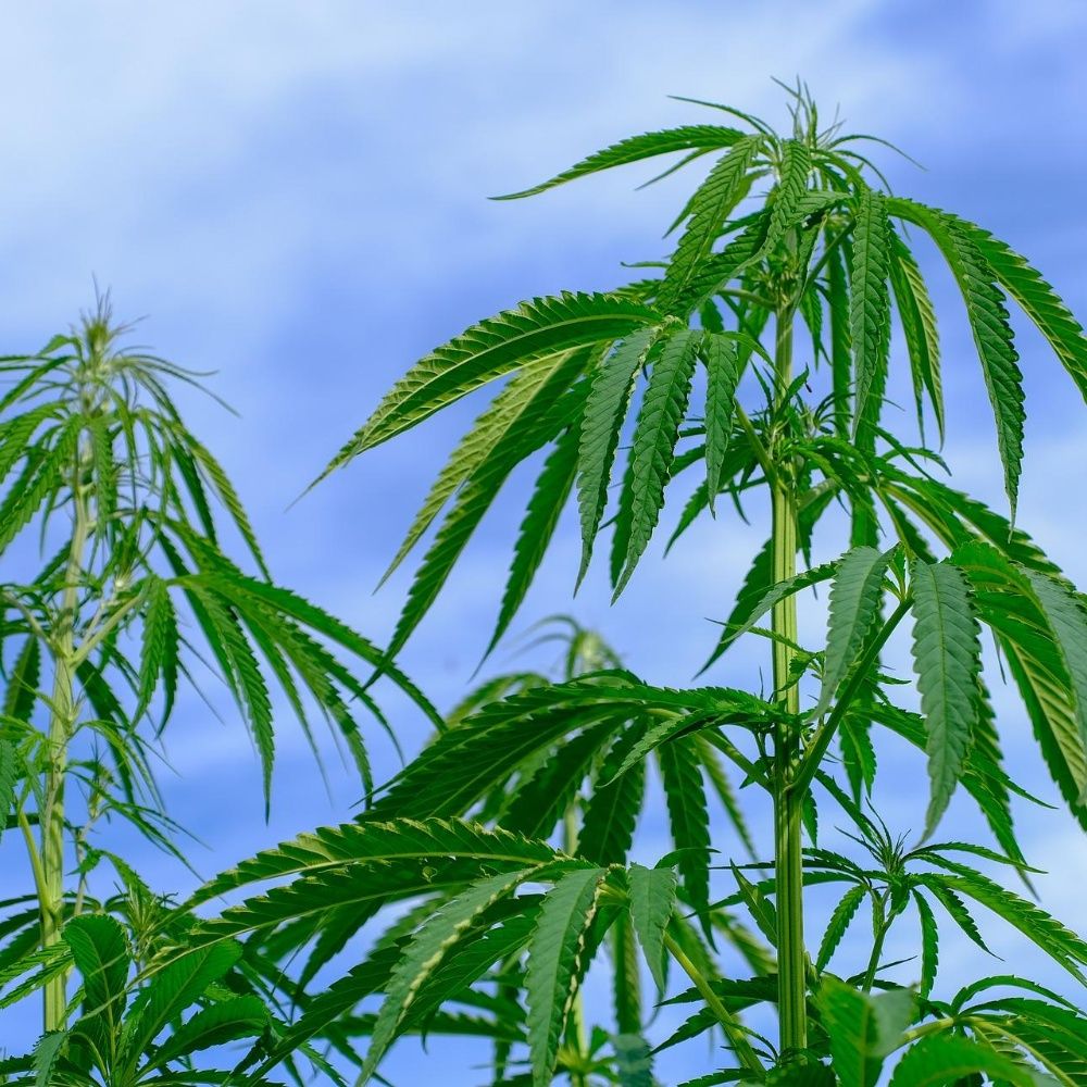 Brasil aprueba la venta del primer producto terapéutico a base de marihuana