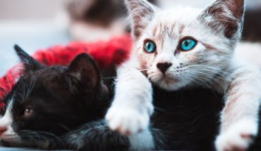 Confirmaron casos de coronavirus en gatos domésticos de Nueva York