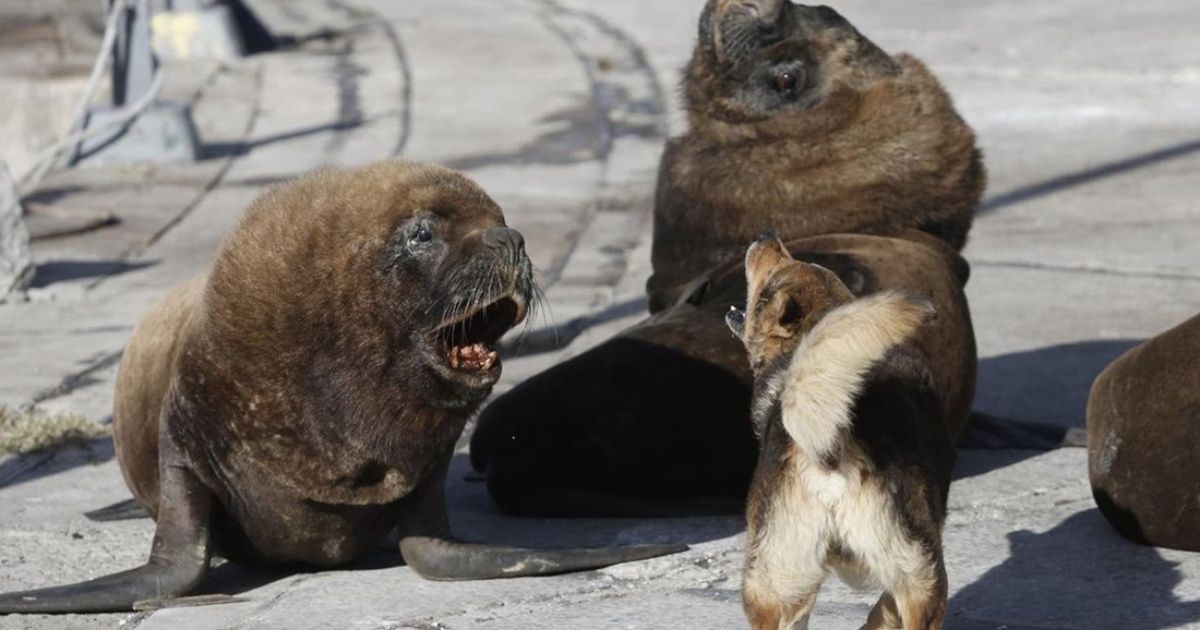Coronavirus: sin turismo, aparecieron lobos marinos en el puerto de Mar del Plata