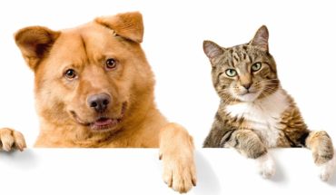 Coronavirus: ¿Pueden contagiarse las mascotas?