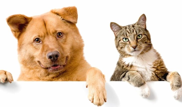 Coronavirus: ¿Pueden contagiarse las mascotas?