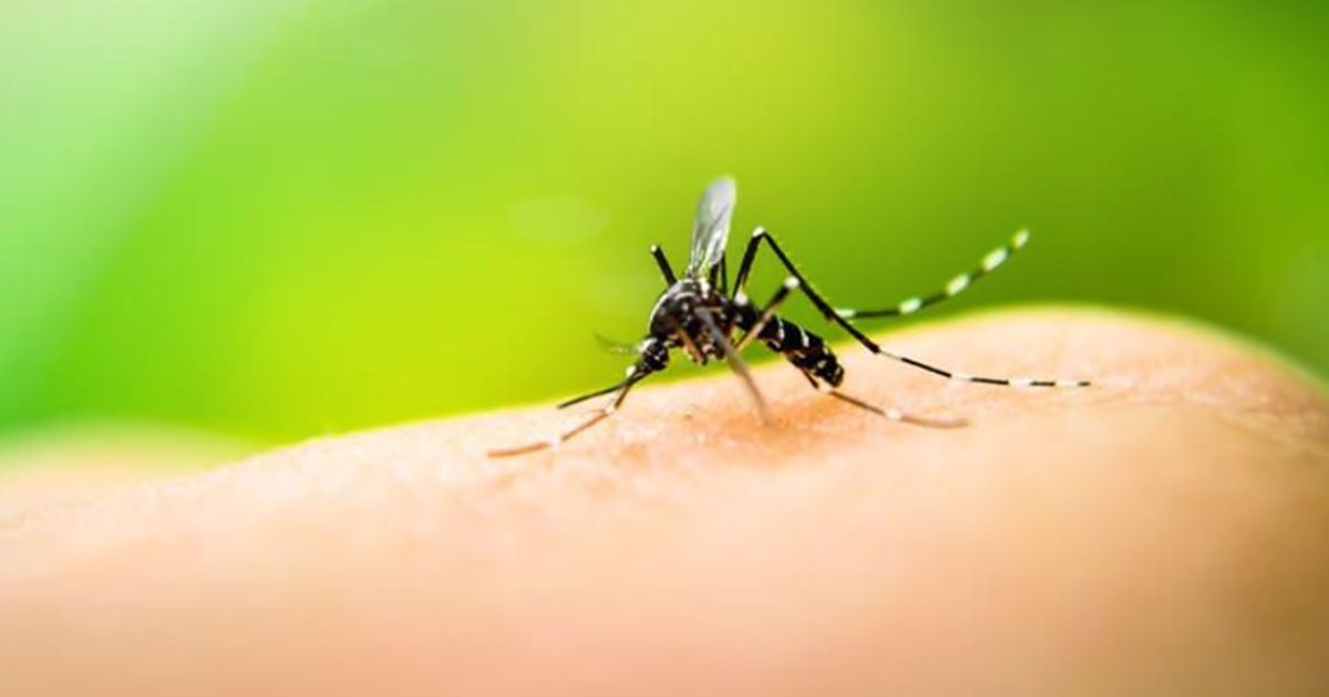 En cuarentena por coronavirus: ascienden a 259 los casos de dengue en Catamarca