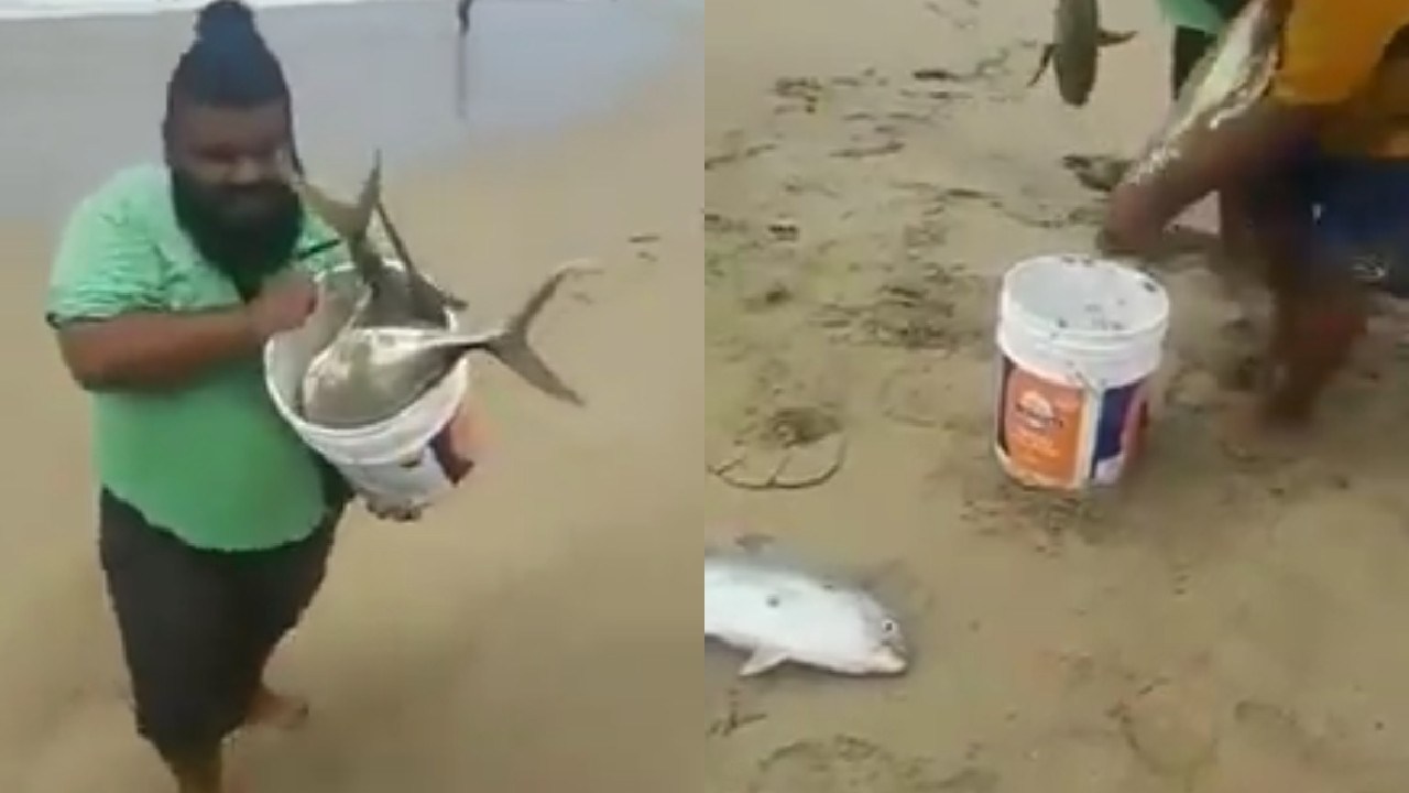 Inesperadamente, playas de Acapulco se llenan de grandes peces vivos (Video)