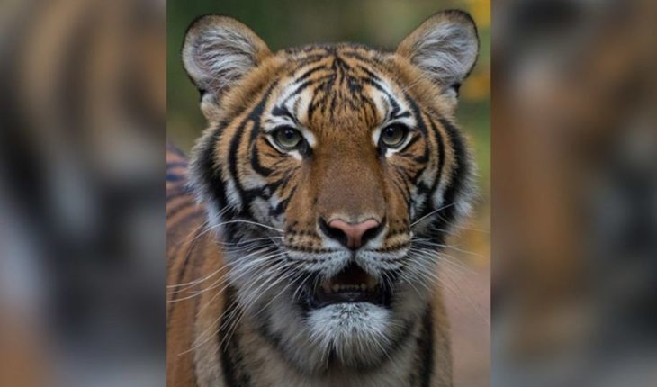 La tigresa Nadia, de Nueva York, tiene coronavirus