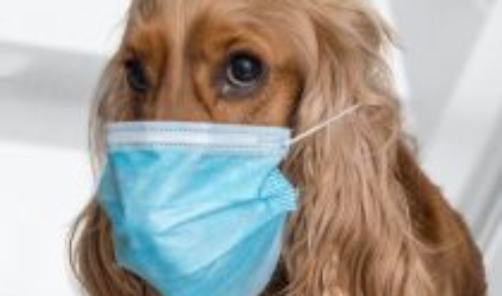 Las mascotas son víctimas del coronavirus, pero no lo contagian