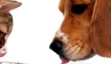Las personas podrían transmitir el virus a mascotas, según un informe español