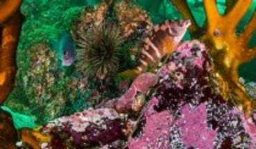 Liberan imágenes de uno de los lugares con mayor abundancia de vida marina de Chile