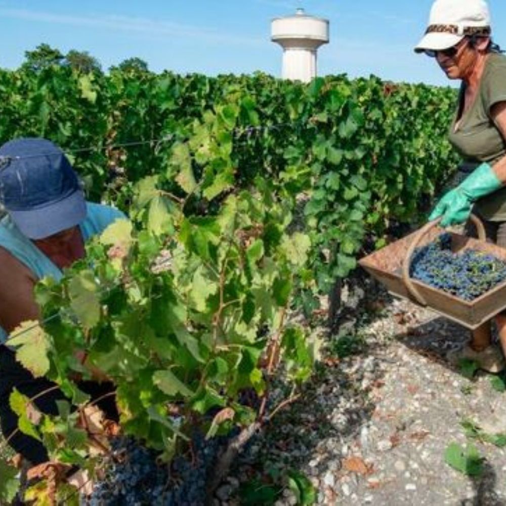 Más de 200 mil franceses trabajarán para ayudar a sus productores agrícolas