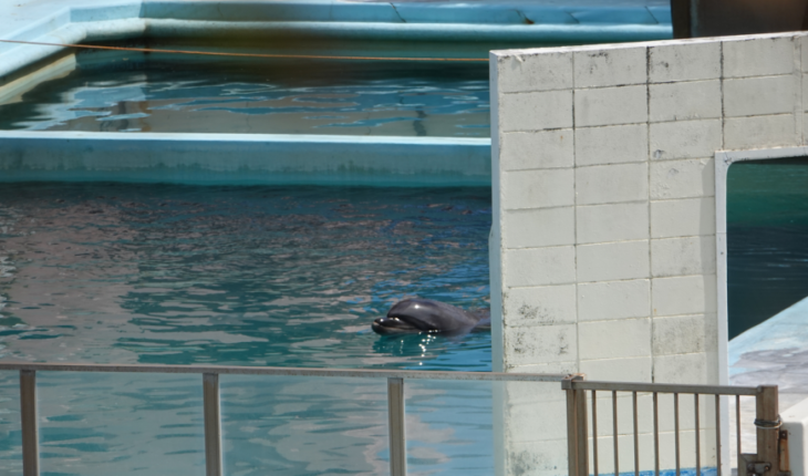 Murió Honey, la delfín que vivió dos años en un acuario abandonado