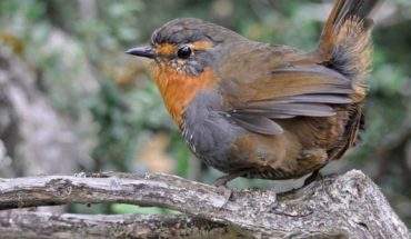 Parque Nacional los Alerces: invitan a un recorrido por la diversidad de aves