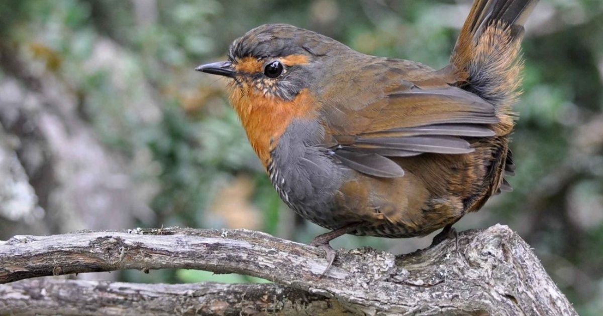 Parque Nacional los Alerces: invitan a un recorrido por la diversidad de aves