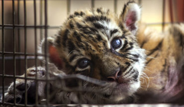 Piden a zoológicos medidas contra COVID-19, tras contagio en tigre