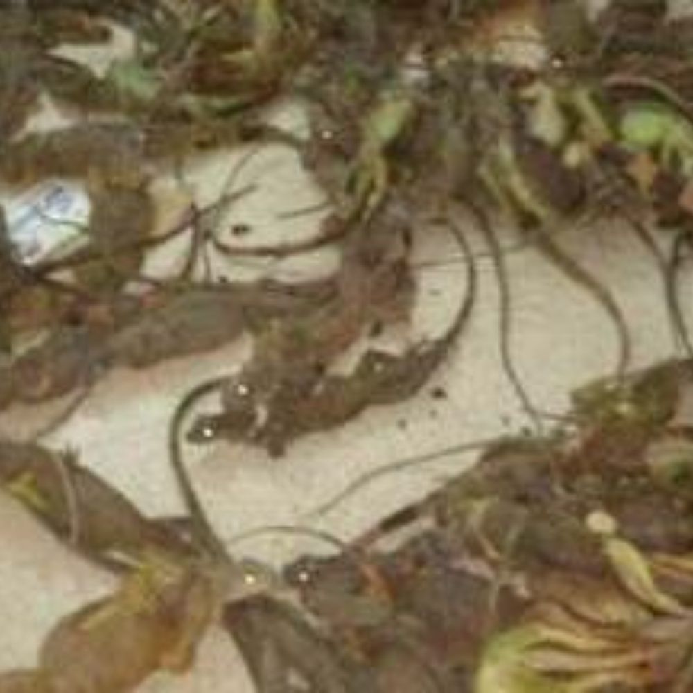 Rescatan 130 iguanas en peligro de extinción en Oaxaca