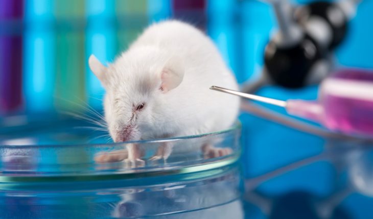 Resultados exitosos en la vacuna contra Covid-19 probada en ratones