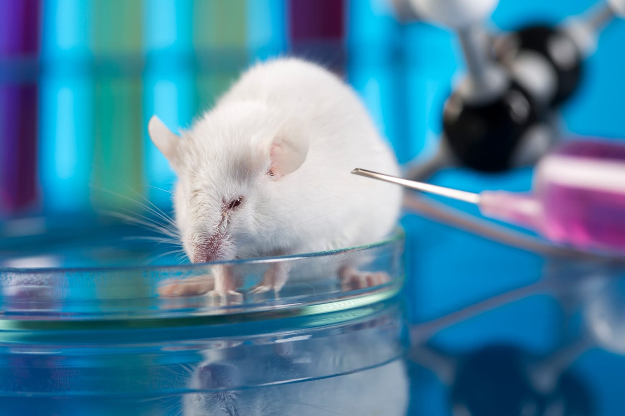 Curan Diabetes en ratones
