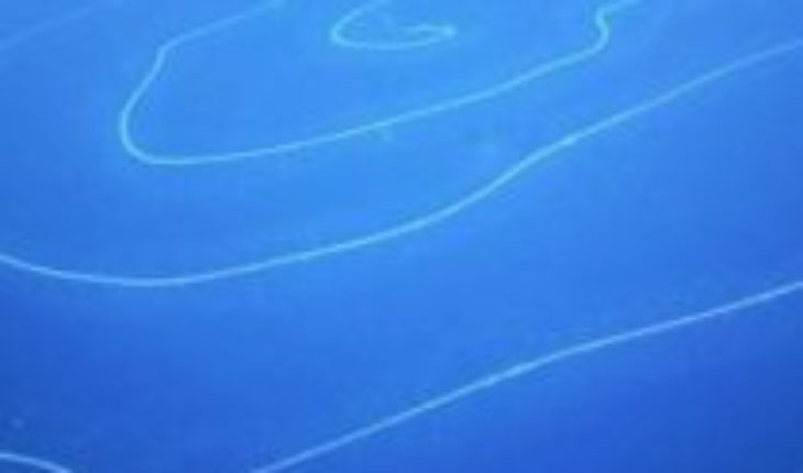 Sifonóforo, el sorprendente organismo de 45 metros de largo y que produce su propia luz encontrado en el fondo del mar de Australia