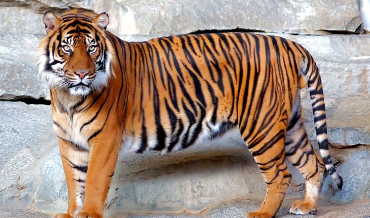 Tigresa en el zoológico del Bronx dio positivo a Covid-19