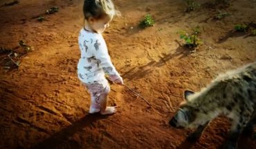 translated from Spanish: 2-year-old girl plays quietly with hyenas (Video)