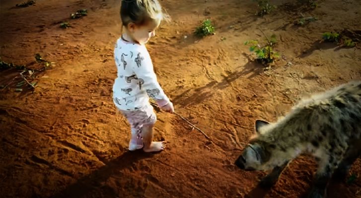 2-year-old girl plays quietly with hyenas (Video)