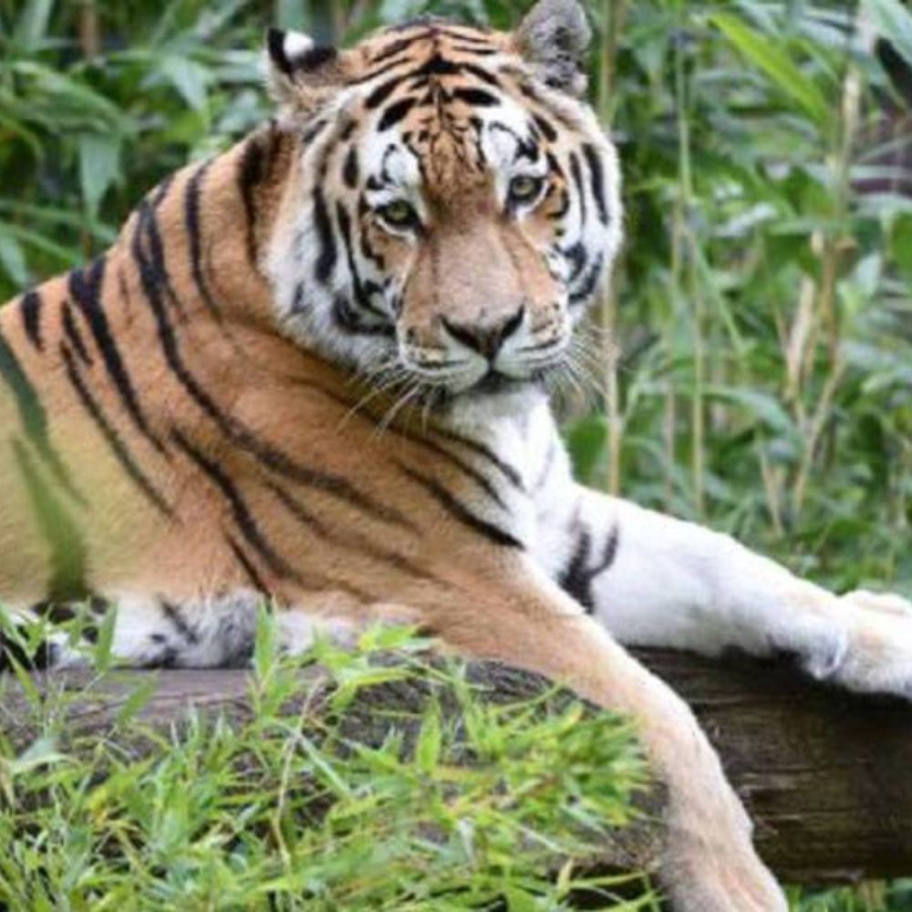 Bronx Zoo tiger test positive for coronavirus
