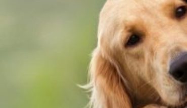 Más de 1,3 millones de registros con microchip y 449 mil esterilizaciones a tres años de la Ley de Tenencia Responsable de Mascotas