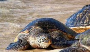 translated from Spanish: Quarantine benefits: Sea turtles nest quietly on empty beaches