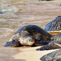 Quarantine benefits: Sea turtles nest quietly on empty beaches