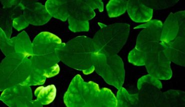 translated from Spanish: Scientists manage to create bioluminescent plants