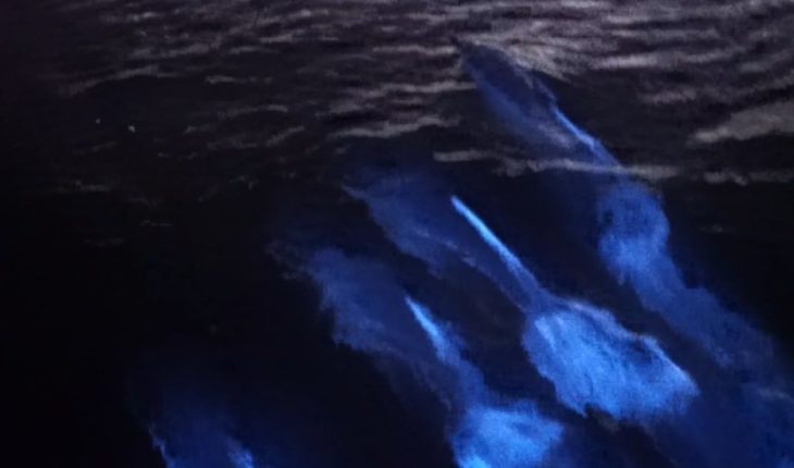 translated from Spanish: Video: “Fluorescent” Dolphins Swimming in Newport Beach, California