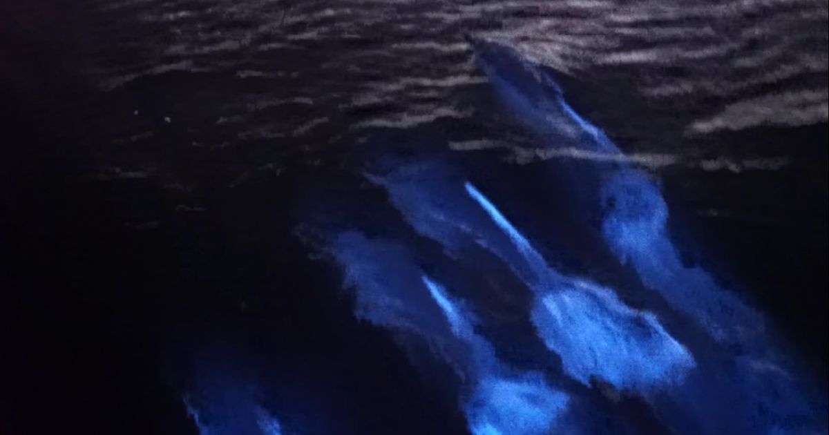 Video: "Fluorescent" Dolphins Swimming in Newport Beach, California
