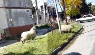 translated from Spanish: Video: He went to the supermarket during quarantine and ran into a sheep